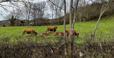 vacas