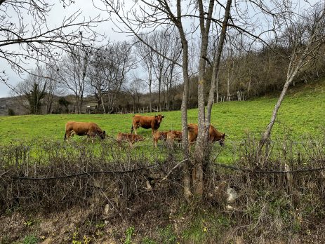 vacas