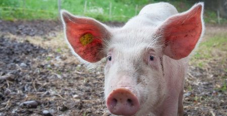 cerdo