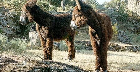 pareja-de-burros-zamorano-leones