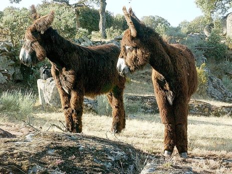 pareja-de-burros-zamorano-leones