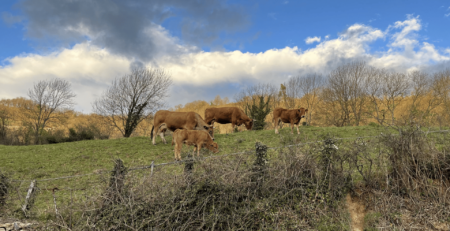 vacas