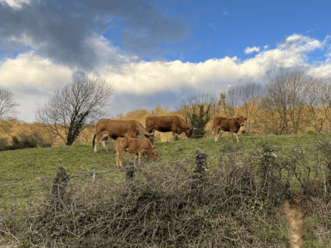 vacas