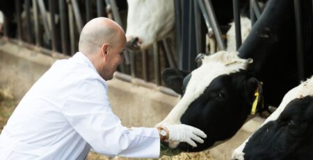 Veterinario_vacas