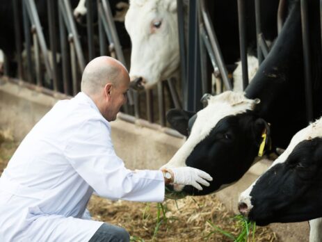 Veterinario_vacas