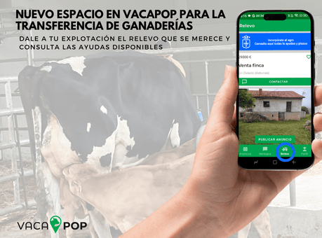 transferencia de ganaderias